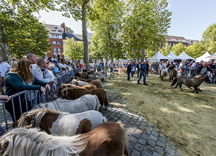 Veemarkt tijdens de jaarmarkt in september Veemarkt tijdens de jaarmarkt in september