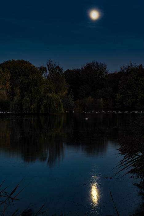 © Andrea Menichetti De nacht valt over de vijvers in Abdij van Park.