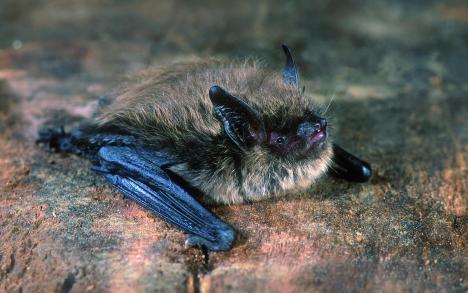 © Hugo Willocx Een baardvleermuis.