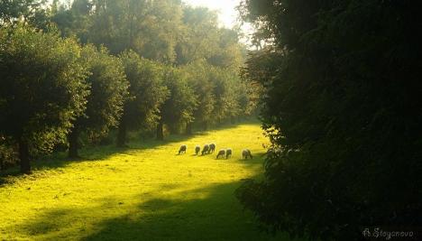 © Anelia Stoyanova De schaapjes grazen op de lage beemd.