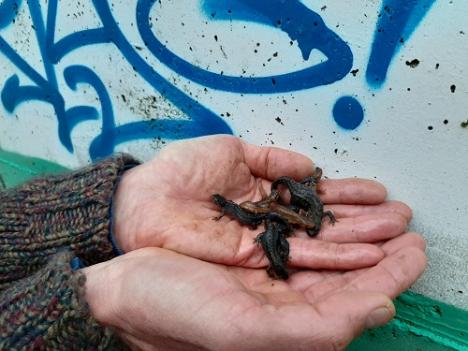 © Eva November Kleine watersalamander en Alpenwatersalamander.