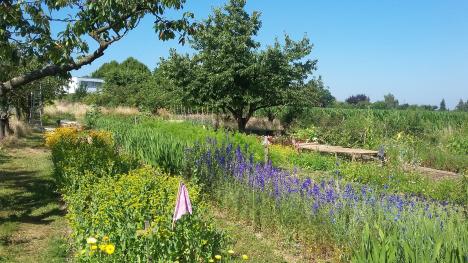 © 't Plukgeluk Het bloemenveld in juni.